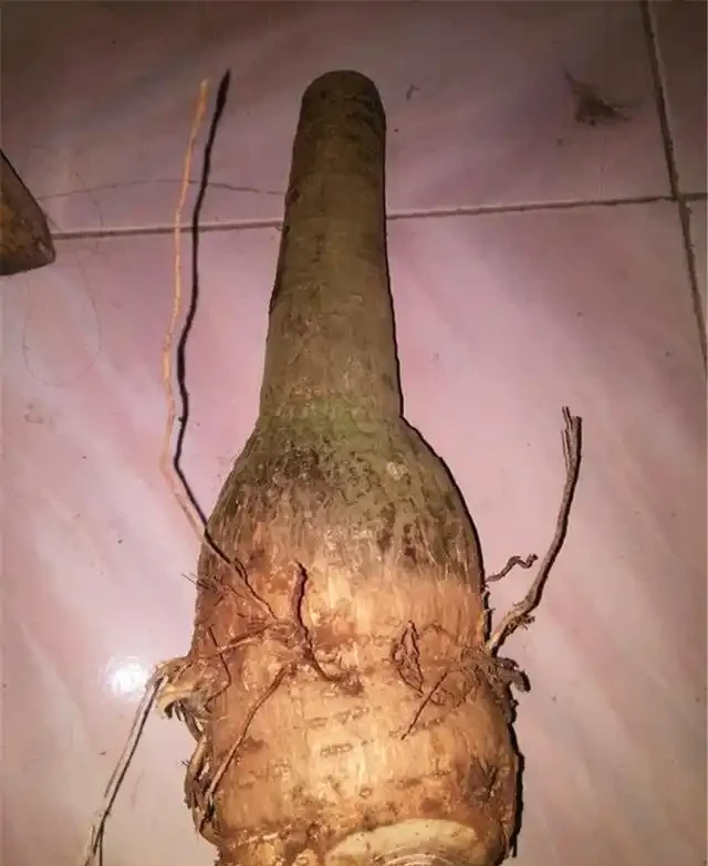 網購發財樹,上盆注意3點,套個罩,新枝猛抽,直躥2米高!