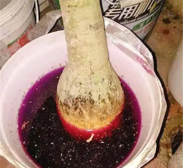 網購發財樹,上盆注意3點,套個罩,新枝猛抽,直躥2米高!