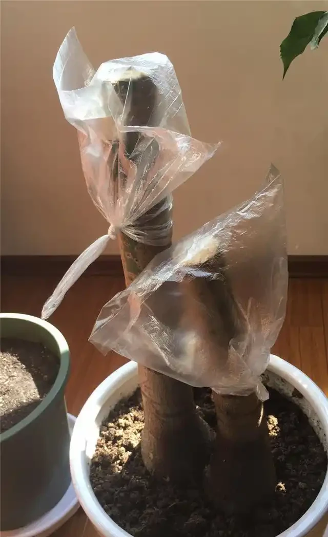 網購發財樹,上盆注意3點,套個罩,新枝猛抽,直躥2米高!