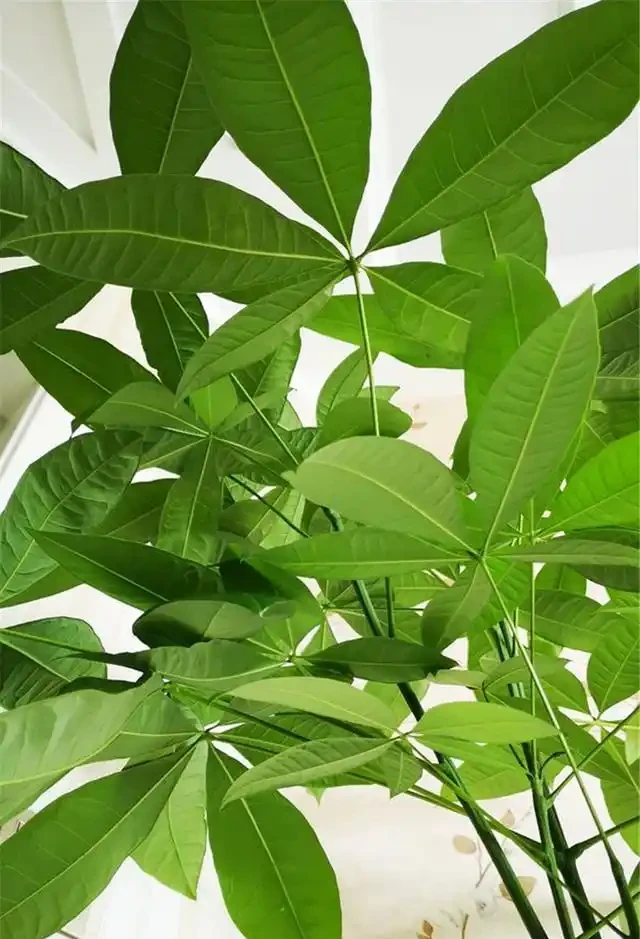 網購發財樹,上盆注意3點,套個罩,新枝猛抽,直躥2米高!