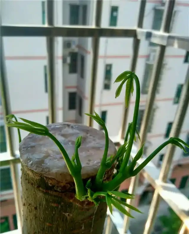 網購發財樹,上盆注意3點,套個罩,新枝猛抽,直躥2米高!