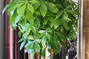 網購發財樹，上盆注意3點，套個罩，新枝猛抽，直躥2米高！