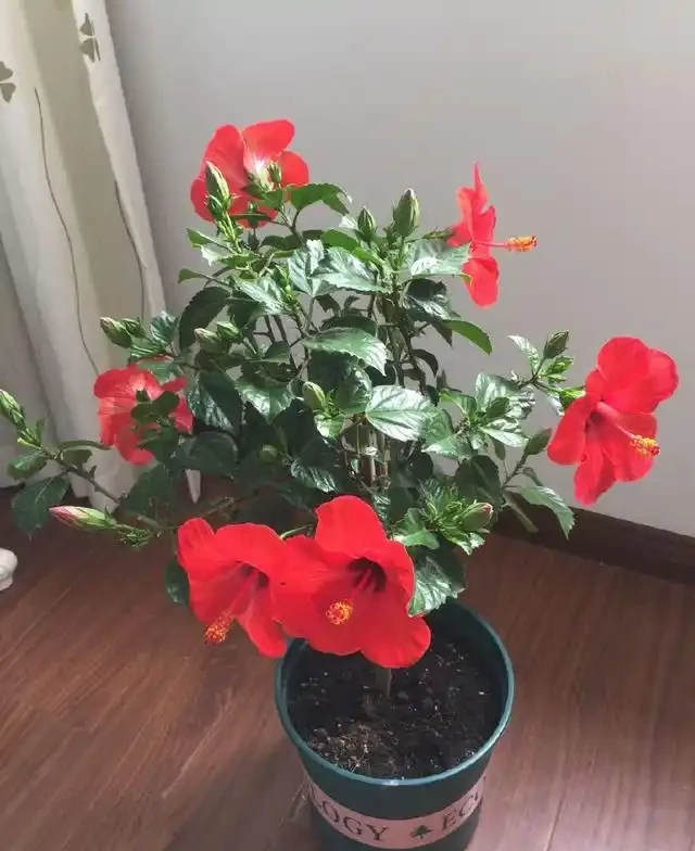 丹麥木槿花
