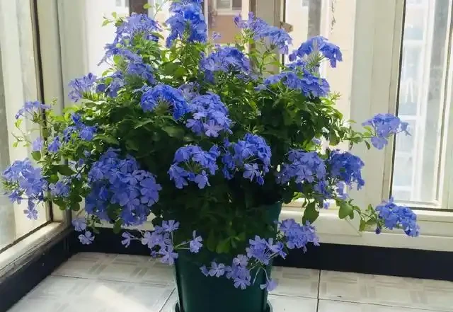藍雪花
