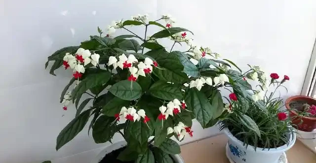 龍吐珠