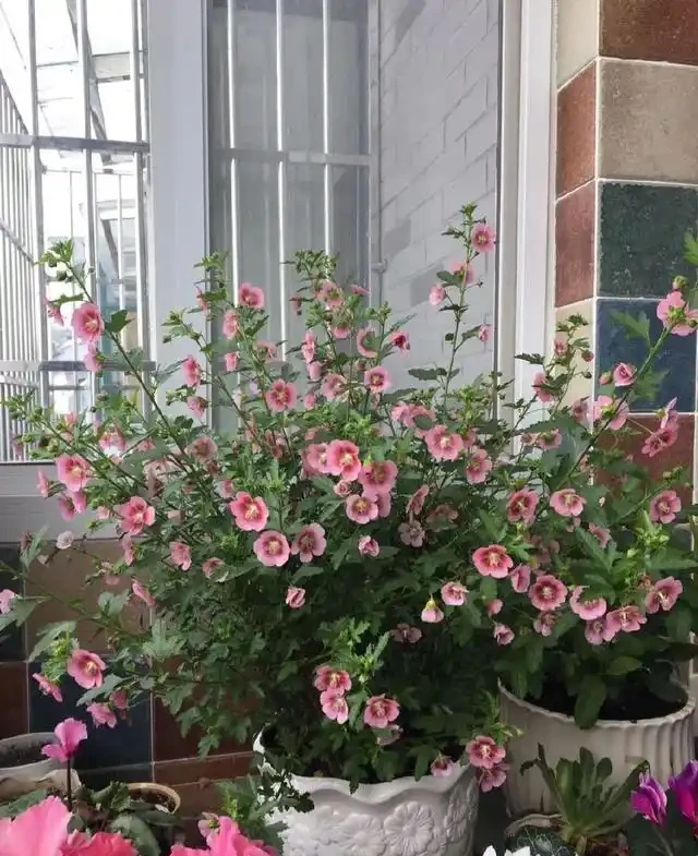 小木槿花