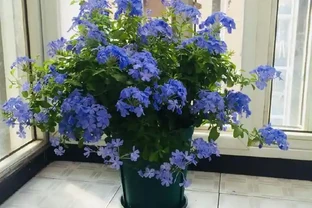 五種開花期超長的木本植物，四季開花，漂亮好養，秋天養花就選這些