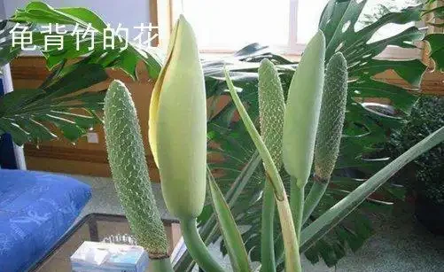 龜背芋