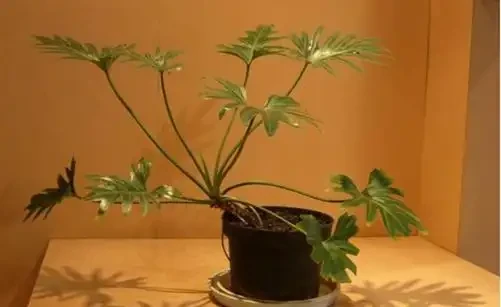 龜背芋和海芋的區別
