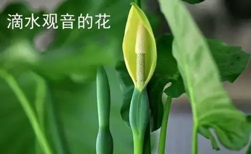 海芋