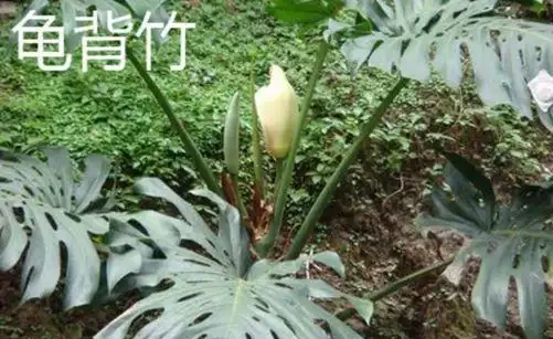 龜背芋