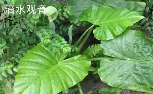 海芋