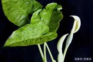 龜背芋和海芋的區別 還在傻傻分不清嗎？看完下面4點你就懂了