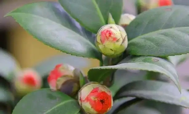 茶花