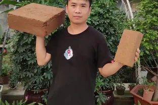 養茶花，配土很重要，4種最簡單的配比方法，學到就是賺到