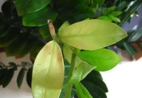 雪鐵芋葉子嘩嘩掉,多半是水沒澆好,這樣養明年開春枝繁葉茂!