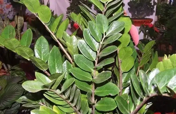 雪鐵芋葉子嘩嘩掉,多半是水沒澆好,這樣養明年開春枝繁葉茂!