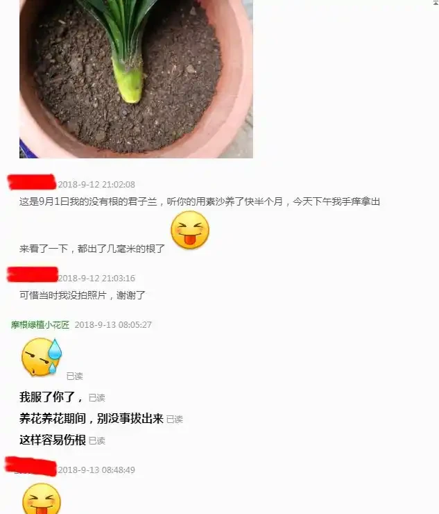 君子蘭黃葉、黑尖、爛葉、腐根,怎麼辦