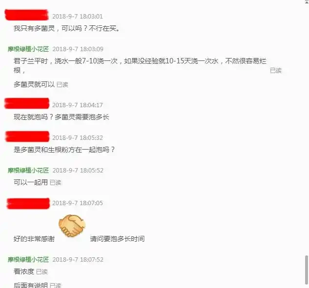 君子蘭黃葉、黑尖、爛葉、腐根,怎麼辦