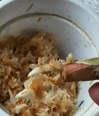 君子蘭黃葉、黑尖、爛葉、腐根,怎麼辦