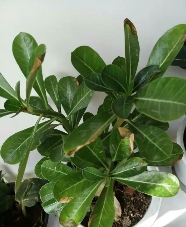 沙漠玫瑰黃葉、黑葉、爛葉、腐根，怎麼