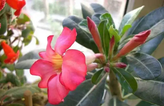 沙漠玫瑰黃葉、黑葉、爛葉、腐根，怎麼