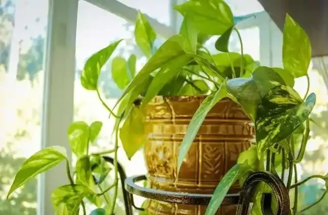 為什麼室內植物不斷掉葉,要怎麼打理才能避免這種狀況?
