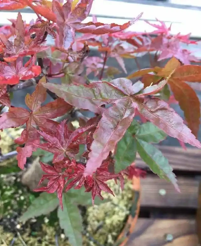 紅楓焦葉該怎麼辦?