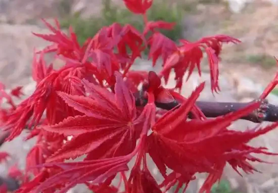 紅楓焦葉該怎麼辦?