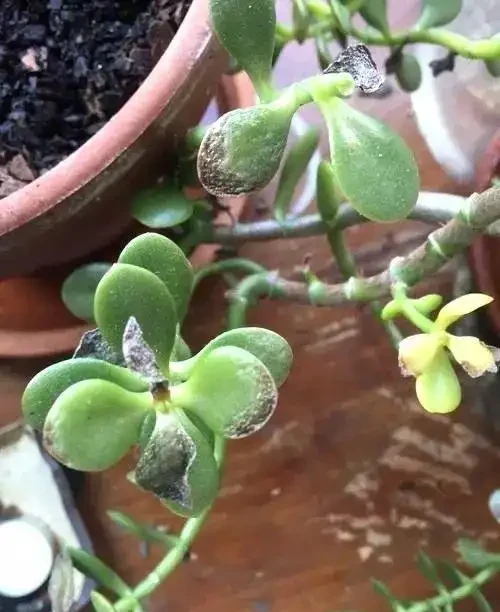 為什麼室內植物不斷掉葉,要怎麼打理才能避免這種狀況?