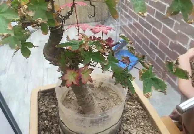 紅楓焦葉該怎麼辦?