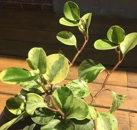 為什麼室內植物不斷掉葉,要怎麼打理才能避免這種狀況?