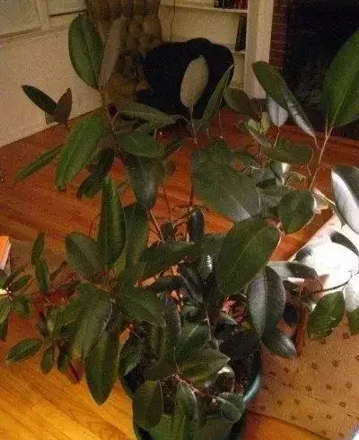 為什麼室內植物不斷掉葉,要怎麼打理才能避免這種狀況?