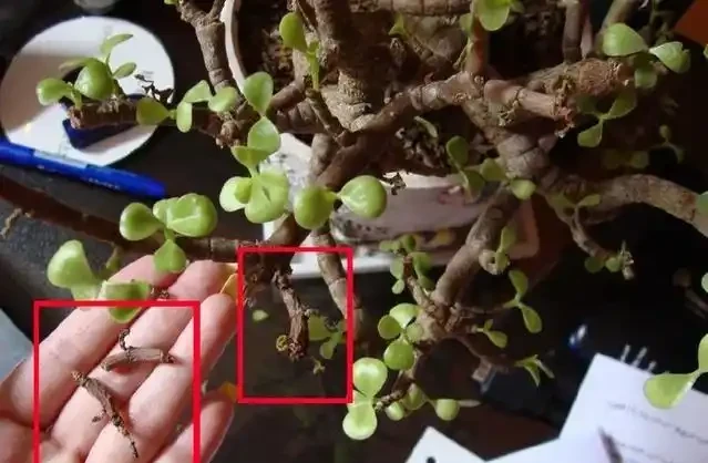為什麼室內植物不斷掉葉,要怎麼打理才能避免這種狀況?