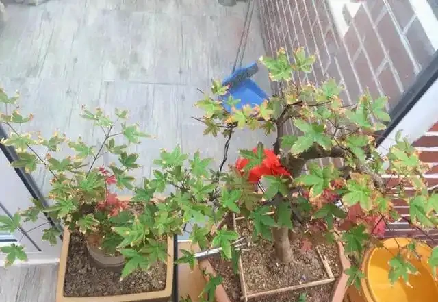 紅楓焦葉該怎麼辦?