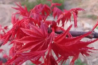 紅楓為什麼新葉總是焦葉？