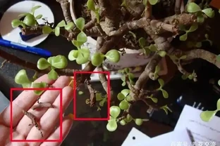 為什麼室內植物不斷掉葉，要怎麼打理才能避免這種狀況？
