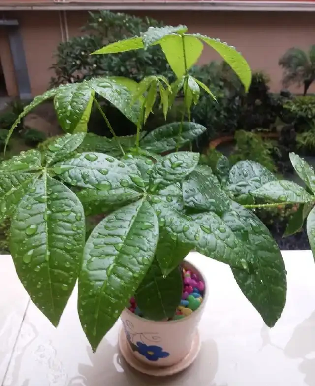 發財樹這樣施肥才能葉綠枝壯,一年躥高一大截!