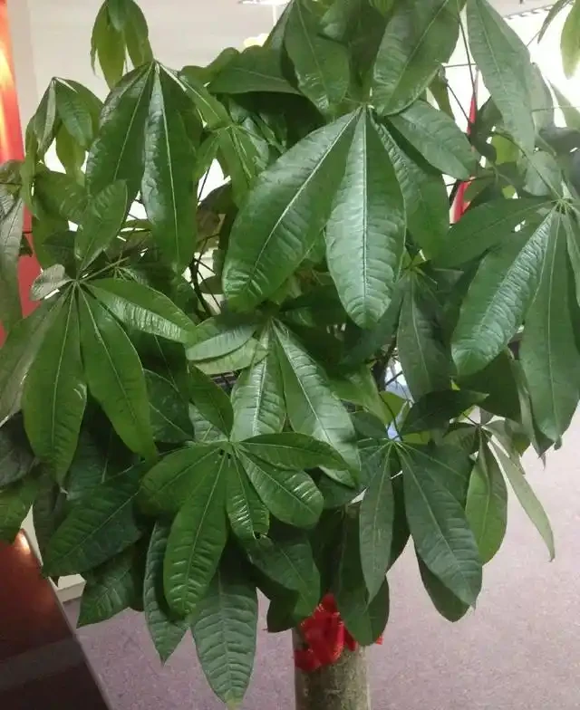 發財樹這樣施肥才能葉綠枝壯,一年躥高一大截!