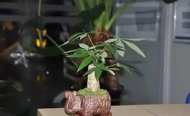 發財樹這樣施肥才能葉綠枝壯,一年躥高一大截!