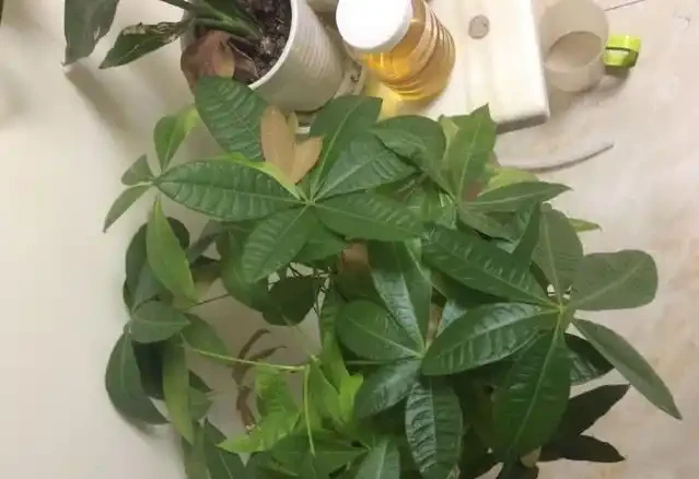 發財樹這樣施肥才能葉綠枝壯,一年躥高一大截!