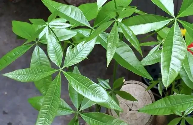 發財樹這樣施肥才能葉綠枝壯,一年躥高一大截!