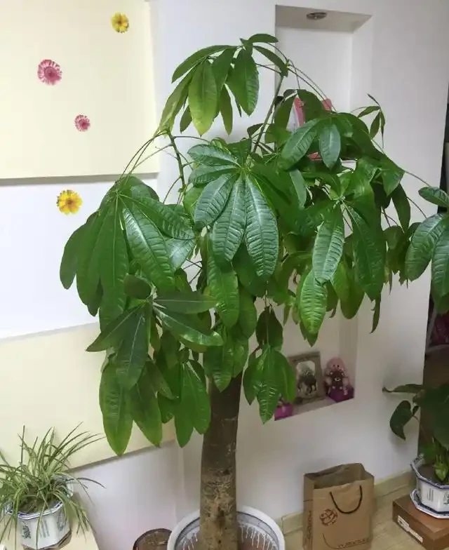 發財樹這樣施肥才能葉綠枝壯,一年躥高一大截!
