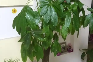 發財樹這樣施肥才能葉綠枝壯，一年躥高一大截！