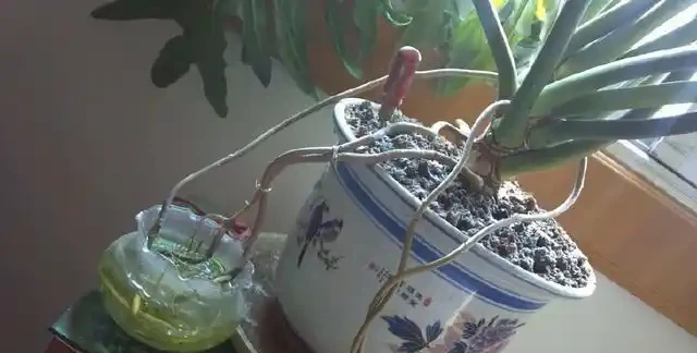 這2種花卉都長「龜背葉」，寓意：健康長壽，養在客廳直竄1.5米
