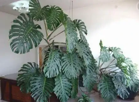 這2種花卉都長「龜背葉」，寓意：健康長壽，養在客廳直竄1.5米