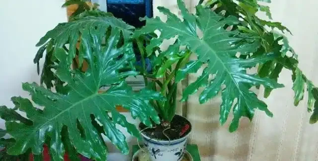 這2種花卉都長「龜背葉」，寓意：健康長壽，養在客廳直竄1.5米