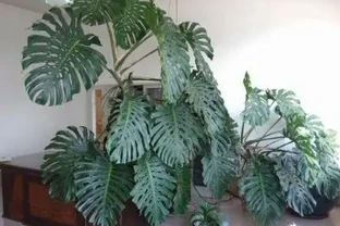 這2種花卉都長「龜背葉」，寓意：健康長壽，養在客廳直竄1.5米