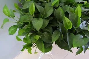 四種懶人花，20天不澆水也長得賊旺