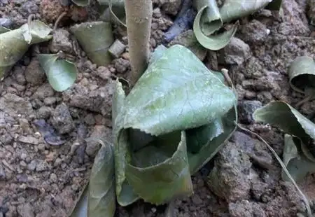 茶花為什麼掉葉子?六大原因及症狀讓你輕鬆應對!
